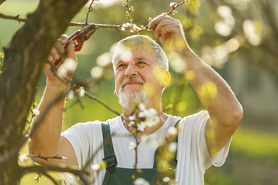 Älterer Mann, der im Garten die Äste von einem Baum stuzt