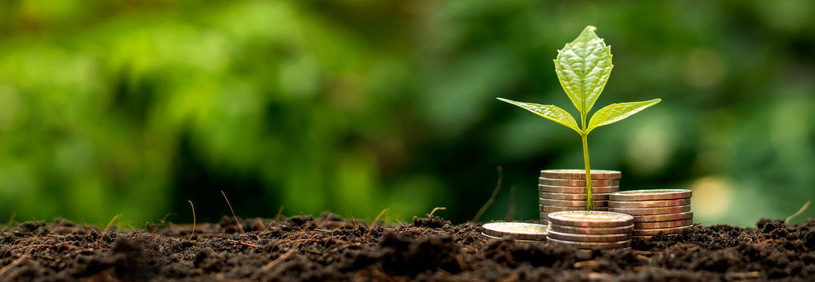 Ein Sämling wächst in der Erde zwischen viel unterschiedlich hohen Münzstapeln, den Hintergrund bildet leuchtendes verschwommenes Blattwerk.